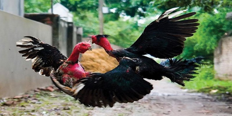 Bật Mí Bí Quyết Chơi Đá Gà Jun88 Hiệu Quả Nhất 5 softaculous.in